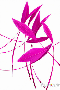 Oca freccia - 10-15 cm - fucsia